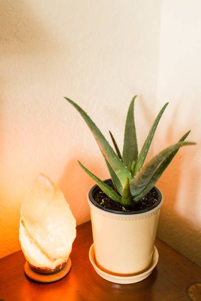 Orange Himalayan Salt Lamp on a wooden table giving off a soft glow onto a Aloe Vera Plant.